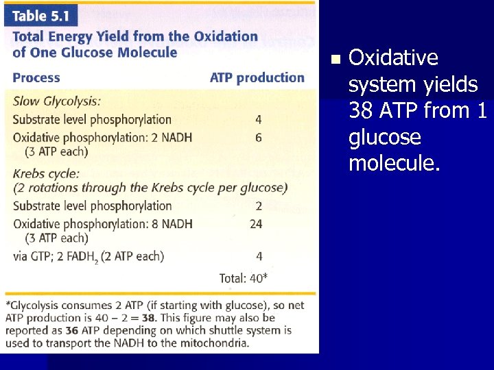 n Oxidative system yields 38 ATP from 1 glucose molecule. 