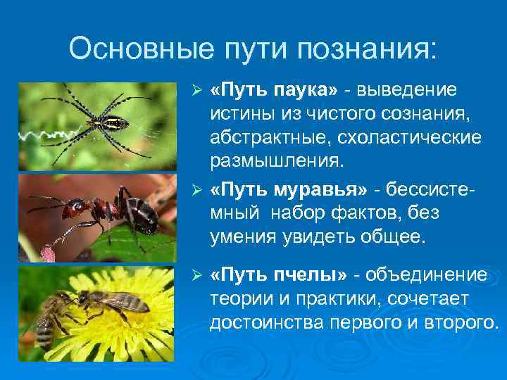 Основные пути познания: «Путь паука» - выведение истины из чистого сознания, абстрактные, схоластические размышления.