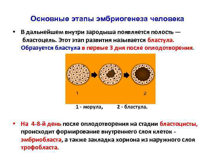 Основные этапы эмбриогенеза человека • В дальнейшем внутри зародыша появляется полость — бластоцель. Этот