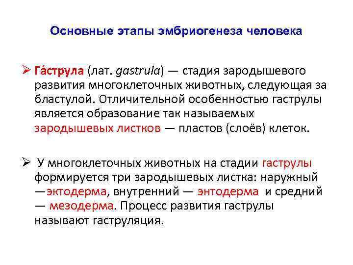Основные этапы эмбриогенеза человека Ø Га струла (лат. gastrula) — стадия зародышевого развития многоклеточных