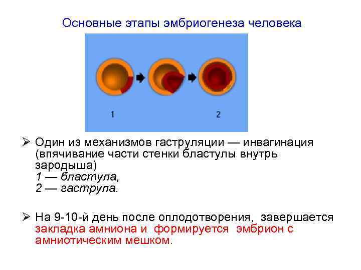 Основные этапы эмбриогенеза человека Ø Один из механизмов гаструляции — инвагинация (впячивание части стенки