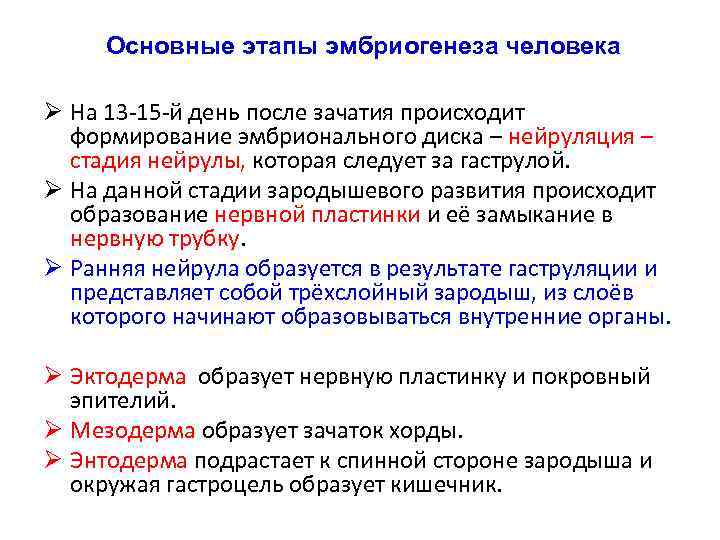 Основные этапы эмбриогенеза человека Ø На 13 -15 -й день после зачатия происходит формирование