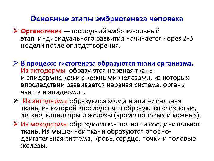 Основные этапы эмбриогенеза человека Ø Органогенез — последний эмбриональный этап индивидуального развития начинается через