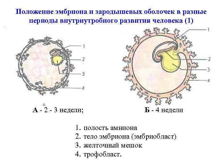 Положение эмбриона и зародышевых оболочек в разные периоды внутриутробного развития человека (1) А -