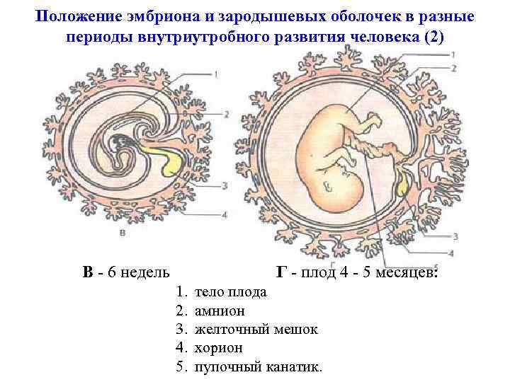 Положение эмбриона и зародышевых оболочек в разные периоды внутриутробного развития человека (2) В -