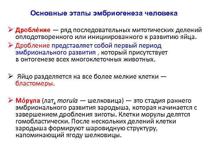 Основные этапы эмбриогенеза человека Ø Дробле ние — ряд последовательных митотических делений оплодотворенного или
