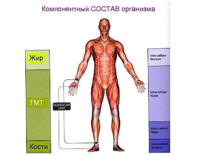 Компонентный СОСТАВ организма Жир ТМТ Кости 