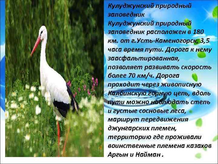 Кулуджунский природный заповедник расположен в 180 км. от г. Усть-Каменогорск, 3, 5 часа время