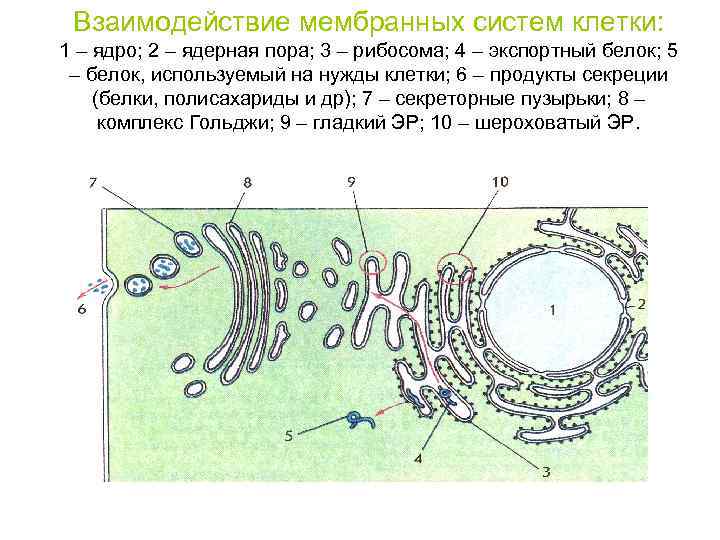 Взаимодействие мембранных систем клетки: 1 – ядро; 2 – ядерная пора; 3 – рибосома;