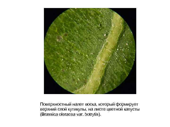 Кутикула у растений