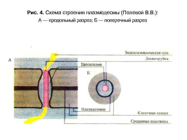 Плазмодесмы