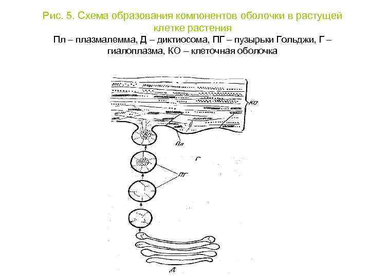 Рис. 5. Схема образования компонентов оболочки в растущей клетке растения Пл – плазмалемма, Д