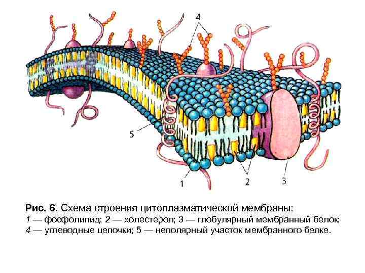 Транспортирует белки к плазматической мембране