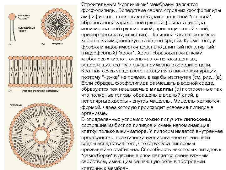 Строительным 