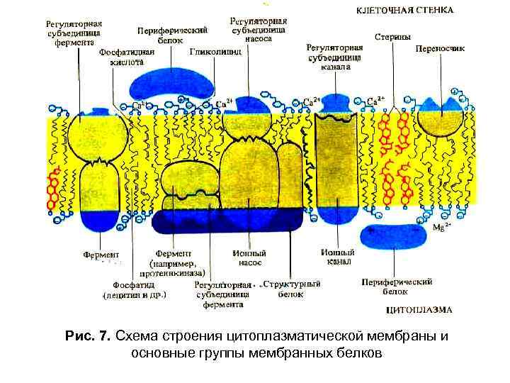Рис. 7. Схема строения цитоплазматической мембраны и основные группы мембранных белков 