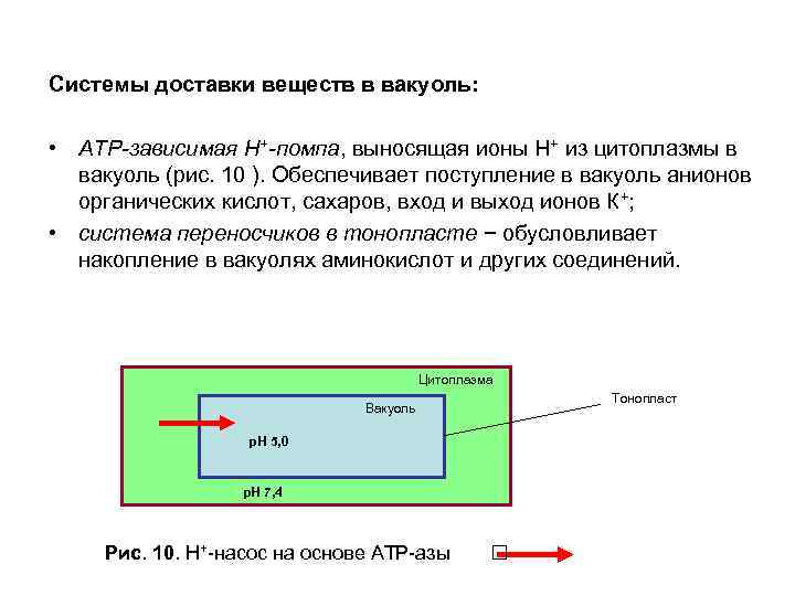Системы доставки веществ в вакуоль: • АТР-зависимая Н+-помпа, выносящая ионы Н+ из цитоплазмы в