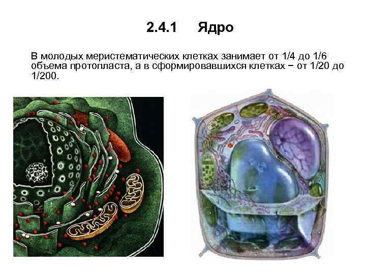 2. 4. 1 Ядро В молодых меристематических клетках занимает от 1/4 до 1/6 объема