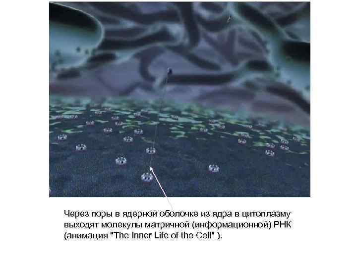 Через поры в ядерной оболочке из ядра в цитоплазму выходят молекулы матричной (информационной) РНК