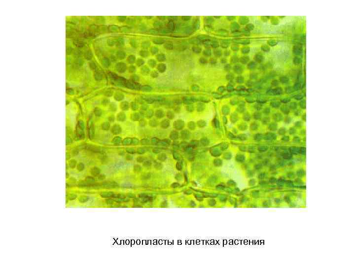 Хлоропласты в клетках растения 