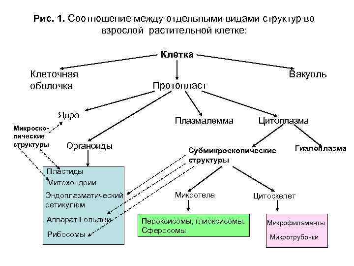 Рис. 1. Соотношение между отдельными видами структур во взрослой растительной клетке: Клетка Клеточная оболочка