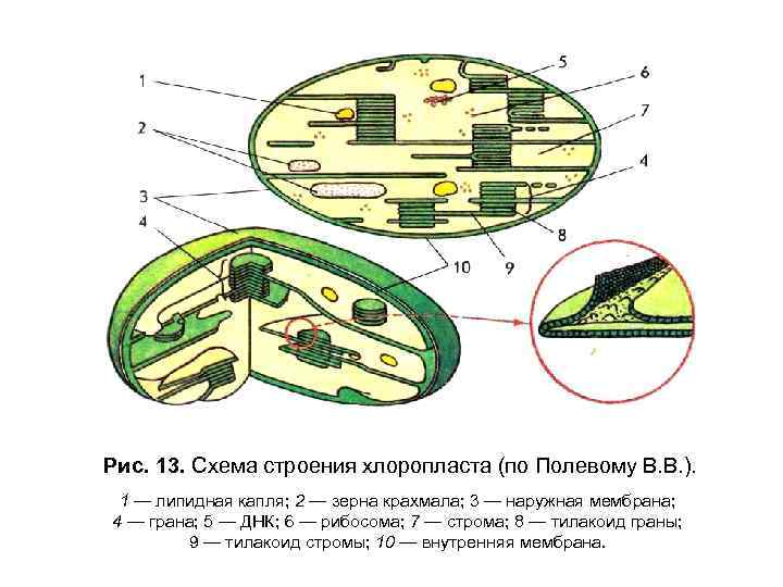 Рис. 13. Схема строения хлоропласта (по Полевому В. В. ). 1 — липидная капля;