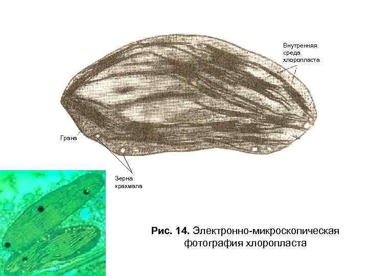 Внутренняя среда хлоропласта Грана Зерна крахмала Рис. 14. Электронно-микроскопическая фотография хлоропласта 