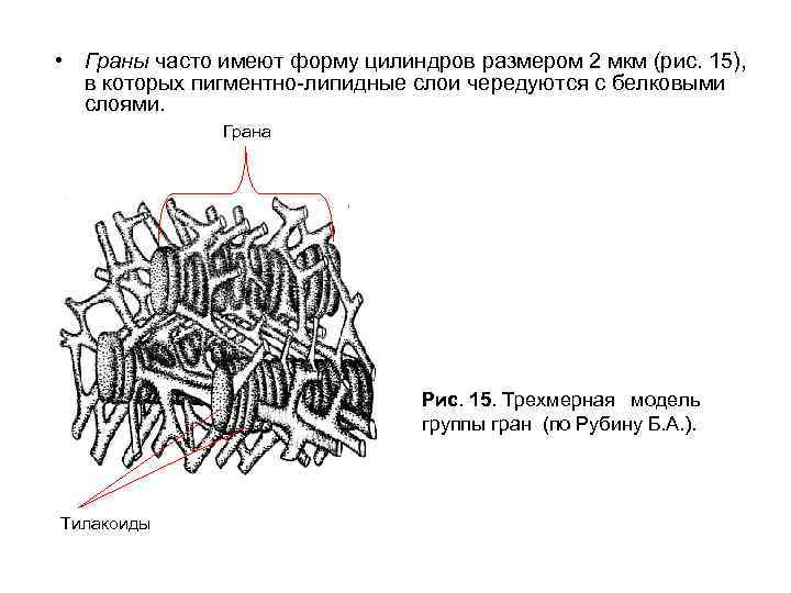  • Граны часто имеют форму цилиндров размером 2 мкм (рис. 15), в которых
