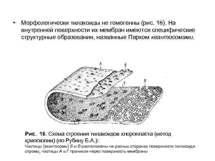  • Морфологически тилакоиды не гомогенны (рис. 16). На внутренней поверхности их мембран имеются