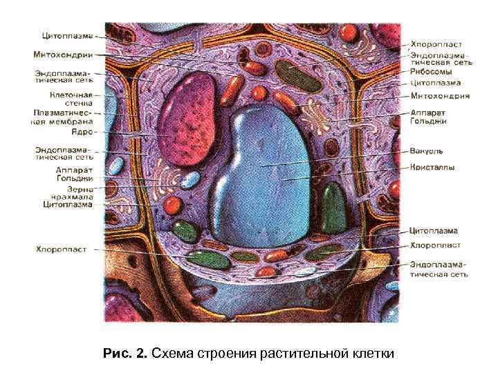 Рис. 2. Схема строения растительной клетки 