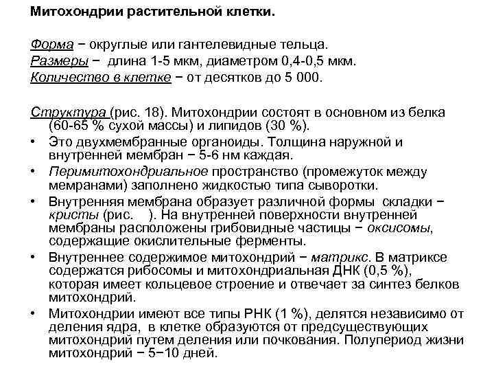 Митохондрии растительной клетки. Форма − округлые или гантелевидные тельца. Размеры − длина 1 -5