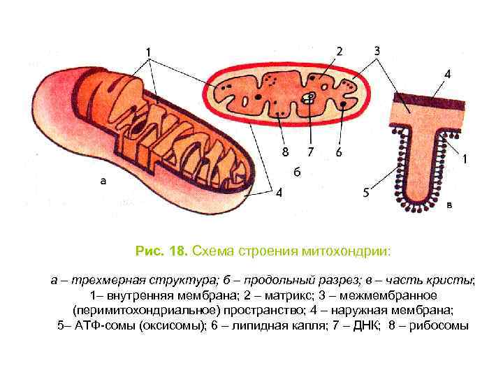 Соотнесите объекты с их обозначениями на рисунке гранула запасных веществ межмембранное пространство