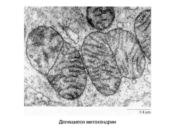 Делящиеся митохондрии 