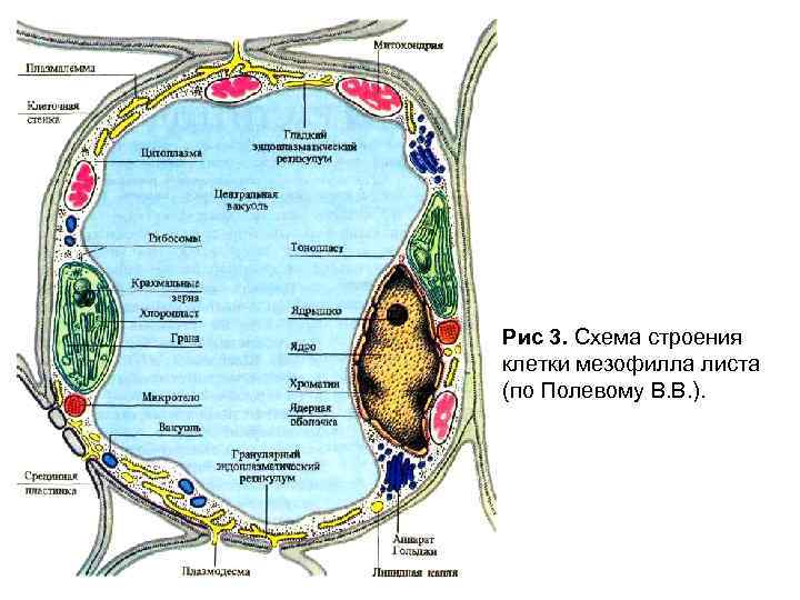 Рис 3. Схема строения клетки мезофилла листа (по Полевому В. В. ). 