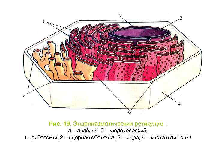 Рис. 19. Эндоплазматический ретикулум : а – гладкий; б – шероховатый; 1– рибосомы, 2