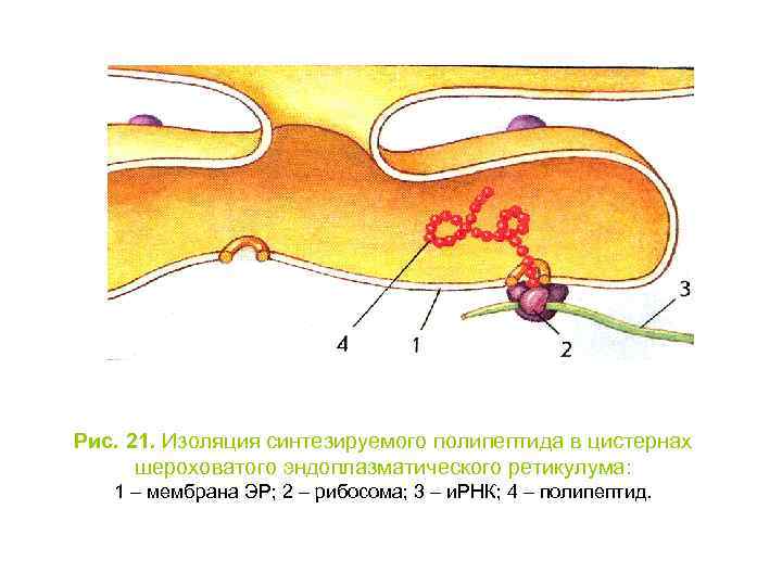 Рис. 21. Изоляция синтезируемого полипептида в цистернах шероховатого эндоплазматического ретикулума: 1 – мембрана ЭР;