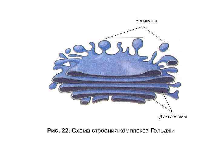 Везикула гольджи