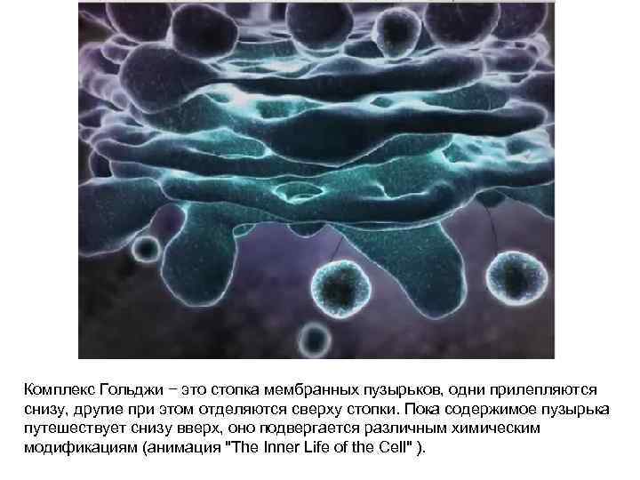 Комплекс Гольджи − это стопка мембранных пузырьков, одни прилепляются снизу, другие при этом отделяются