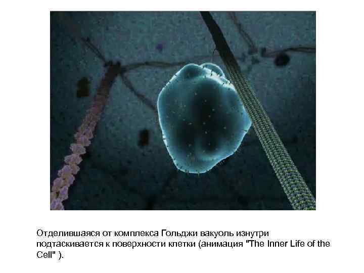 Отделившаяся от комплекса Гольджи вакуоль изнутри подтаскивается к поверхности клетки (анимация 