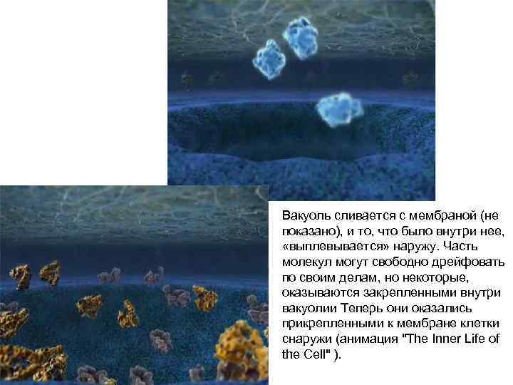 Вакуоль сливается с мембраной (не показано), и то, что было внутри нее, «выплевывается» наружу.