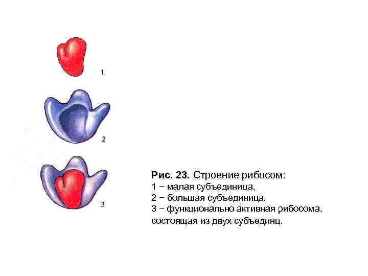 Рис. 23. Строение рибосом: 1 − малая субъединица, 2 − большая субъединица, 3 −