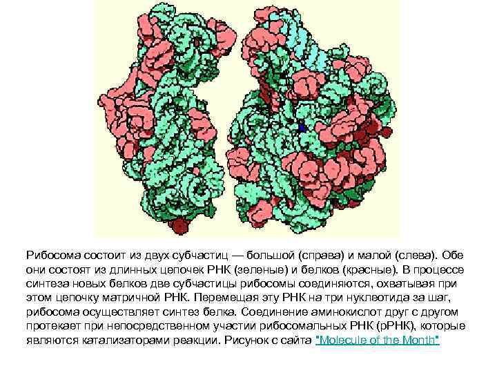 Рибосома состоит из двух субчастиц — большой (справа) и малой (слева). Обе они состоят