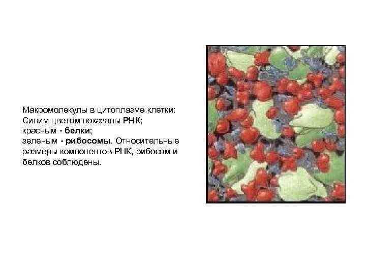 Макромолекулы в цитоплазме клетки: Синим цветом показаны РНК; красным - белки; зеленым - рибосомы.