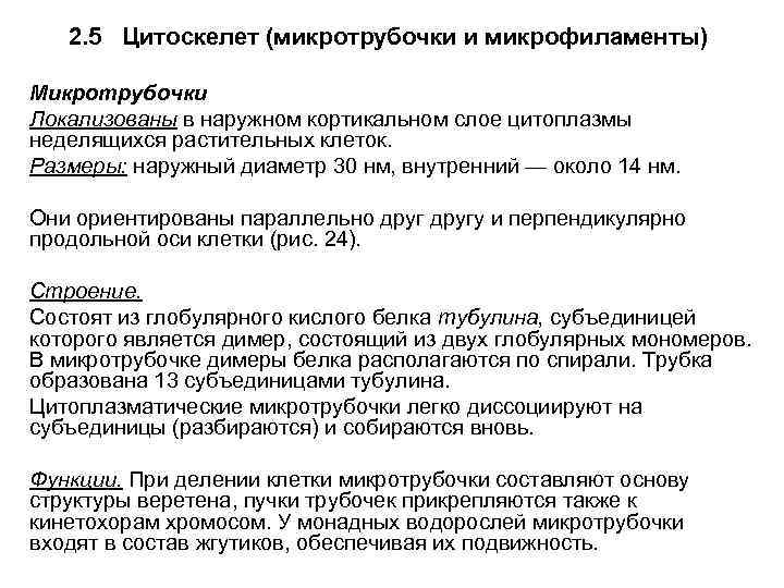 2. 5 Цитоскелет (микротрубочки и микрофиламенты) Микротрубочки Локализованы в наружном кортикальном слое цитоплазмы неделящихся