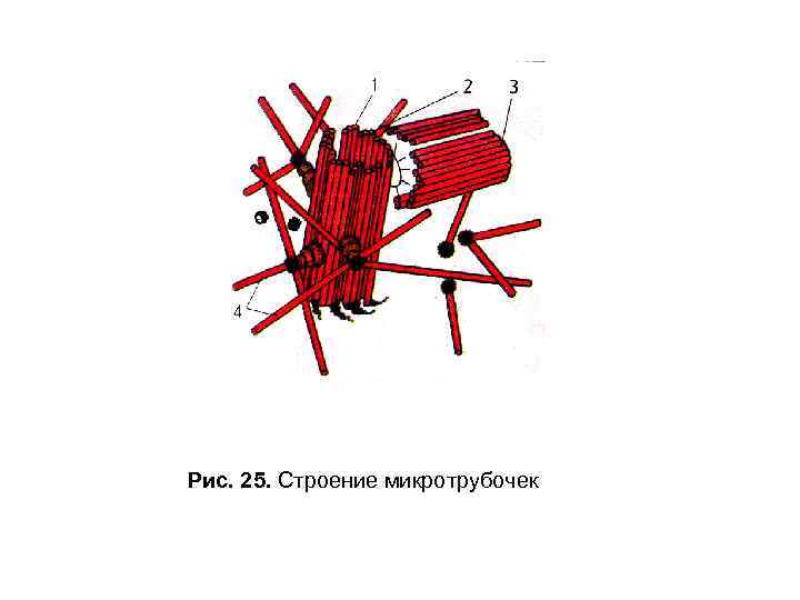 Рис. 25. Строение микротрубочек 