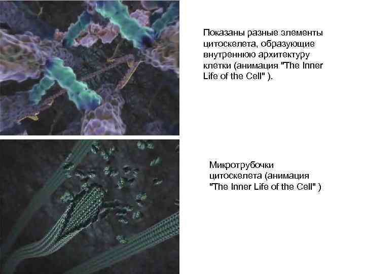 Показаны разные элементы цитоскелета, образующие внутреннюю архитектуру клетки (анимация 