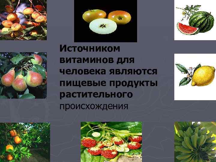 Источником витаминов для человека являются пищевые продукты растительного происхождения 
