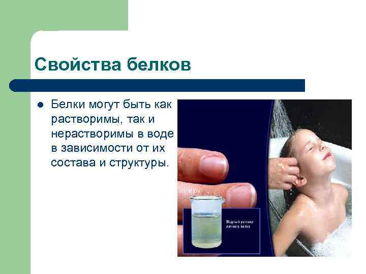 Свойства белков l Белки могут быть как растворимы, так и нерастворимы в воде в