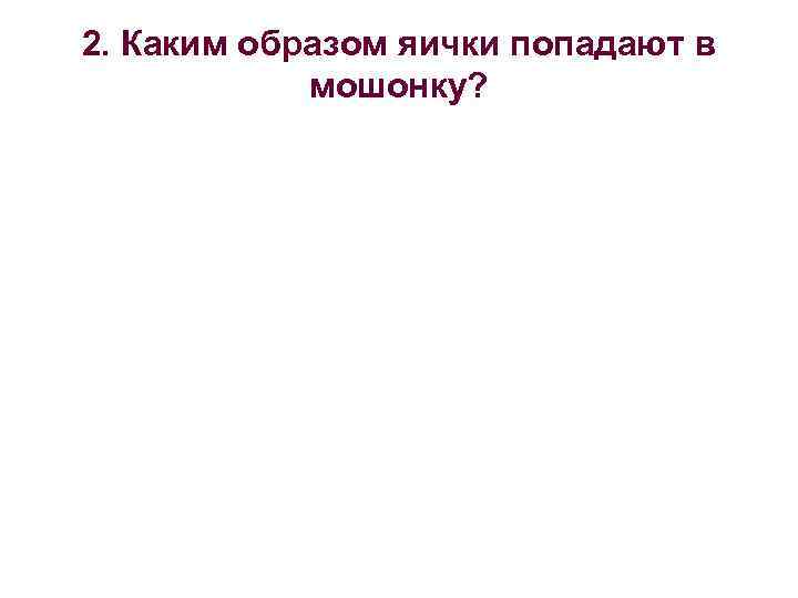 2. Каким образом яички попадают в мошонку? 