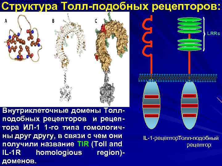 Структура Толл-подобных рецепторов: LRRs Внутриклеточные домены Толлподобных рецепторов и рецептора ИЛ-1 1 -го типа