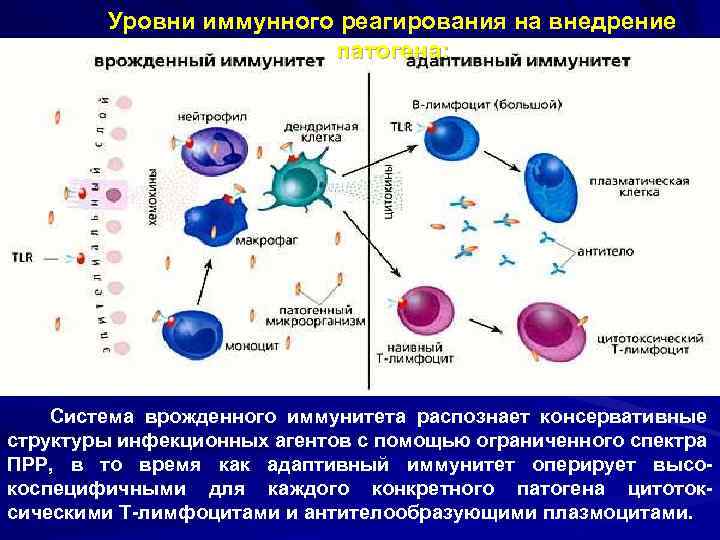 Уровни иммунного реагирования на внедрение патогена: Система врожденного иммунитета распознает консервативные структуры инфекционных агентов